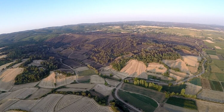 Edirne'deki orman yangınında yeşil alan kalmadı