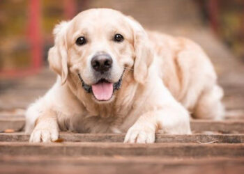 Eğitilmiş köpekler Parkinson hastalığını tanımladı