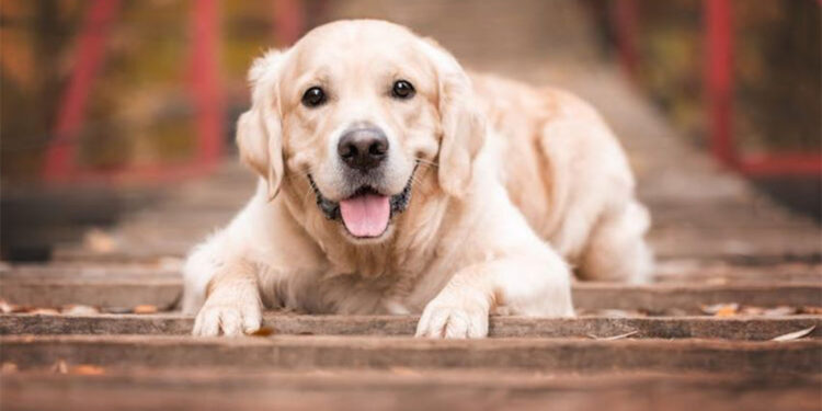 Eğitilmiş köpekler Parkinson hastalığını tanımladı