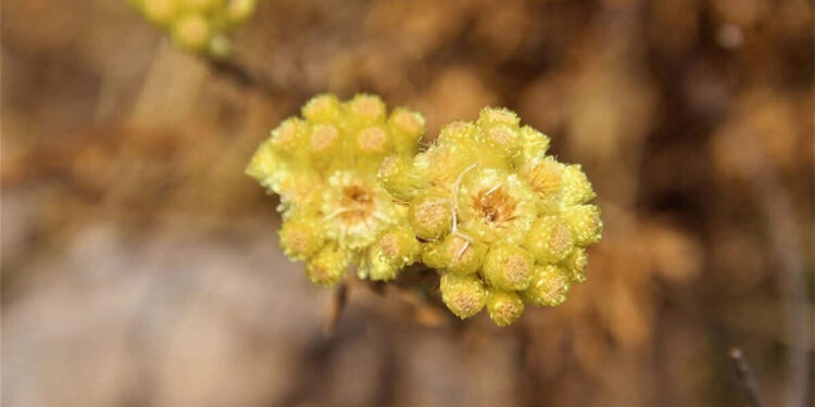 'Aydın ölmez çiçeği' yok olma tehlikesiyle karşı karşıya