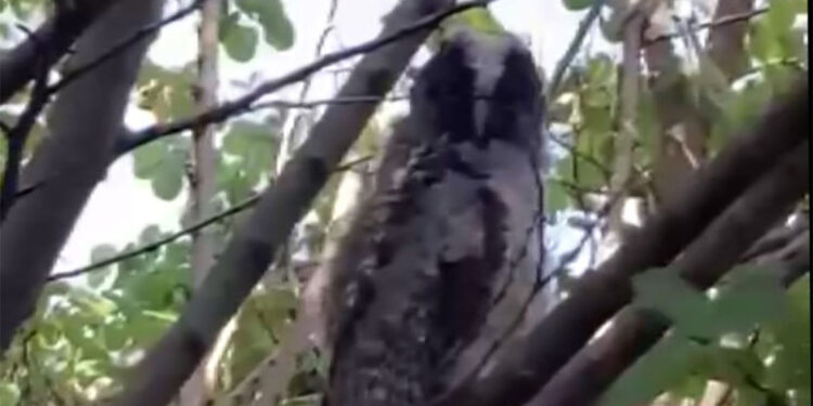 Diyarbakır'da kulaklı orman baykuşu görüntülendi
