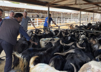 Elazığ’da Hayvan Borsası, şap hastalığı nedeniyle kapatıldı