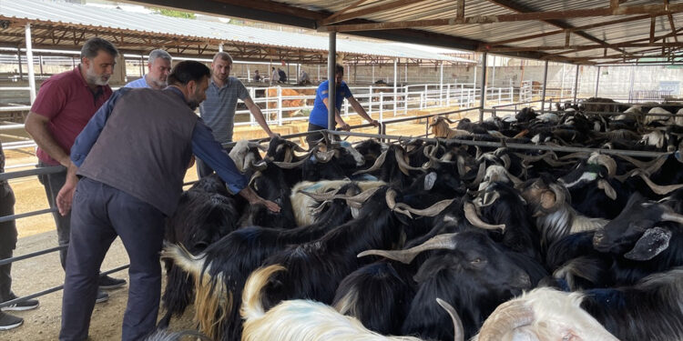 Elazığ’da Hayvan Borsası, şap hastalığı nedeniyle kapatıldı