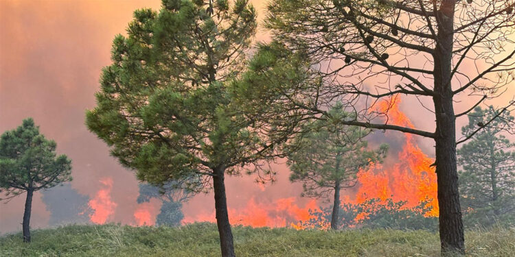 Fransa'nın güneyinde orman yangını
