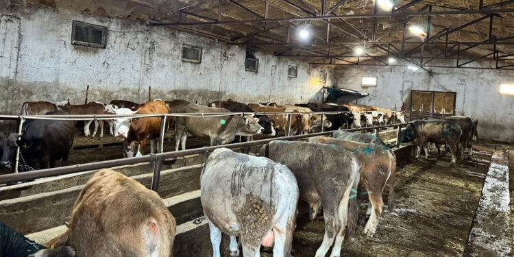 Giresun'da ahırda çıkan yangında 9 büyükbaş öldü