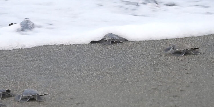Yeşil deniz kaplumbağası yavruları denizle buluştu