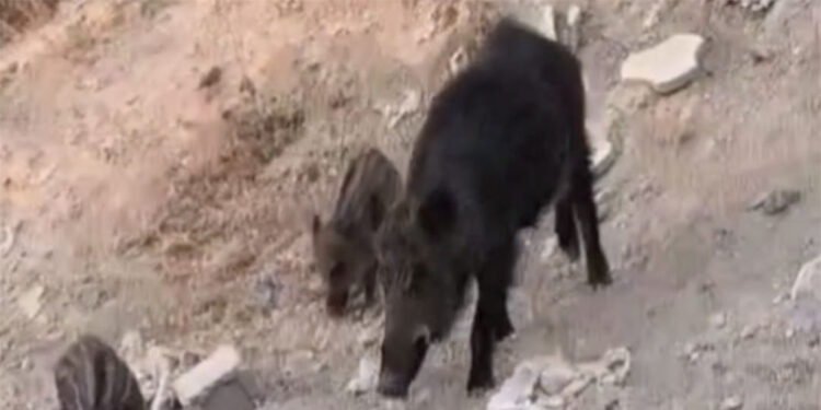 Hatay'da yaban domuzu ve yavruları görüntülendi