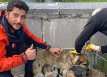 Havalandırma boşluğunda mahsur kalan 6 köpek yavrusu kurtarıldı