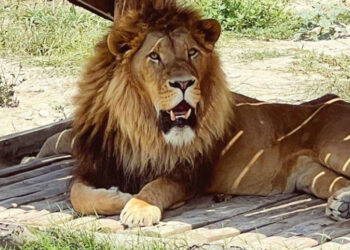 Hayvan parkından kaçan aslan aranıyor; saldırdığı kişi yaralandı