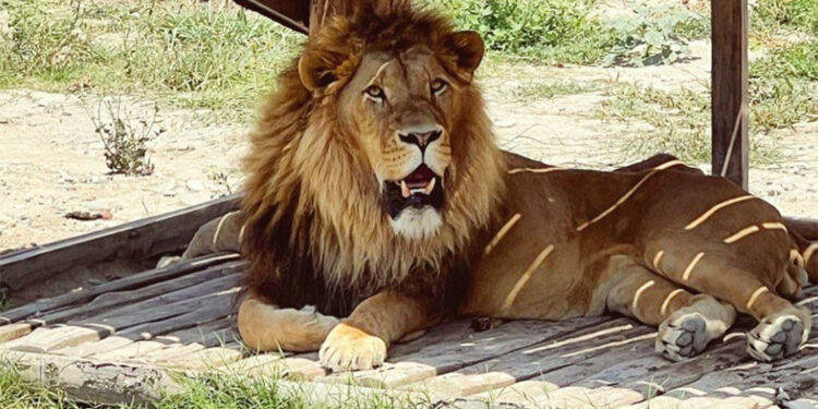 Hayvan parkından kaçan aslan aranıyor; saldırdığı kişi yaralandı