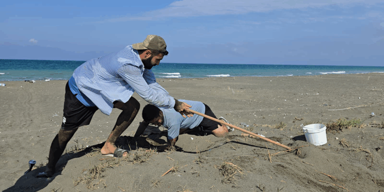 Hatay'da yeşil deniz kaplumbağaları denizle buluşmaya başladı