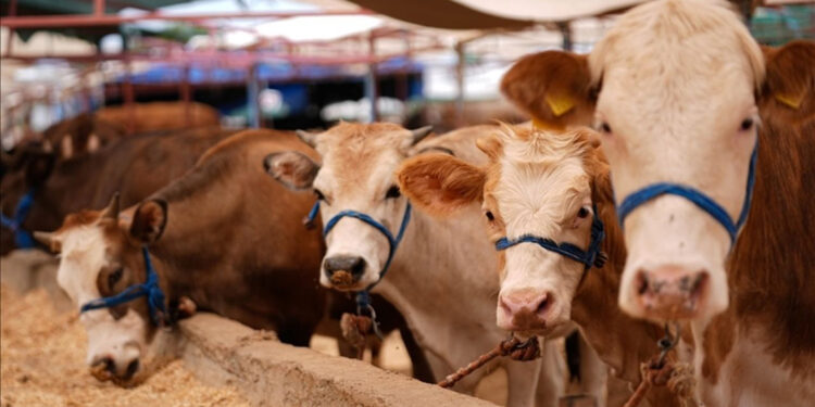 Hayvan sağlığı hizmetlerinde aksama mı var? Bakanlıktan açıklama geldi