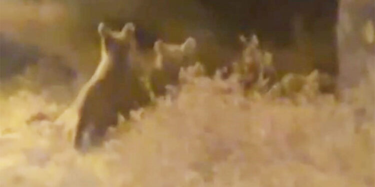 Hakkari'de bozayı ile 2 yavrusu yiyecek ararken görüntülendi