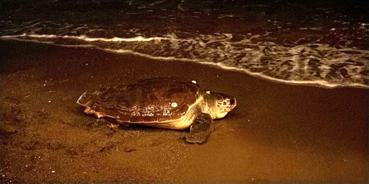 İnsanların ilgisi, yumurtlamak isteyen caretta carettayı denize geri döndürdü