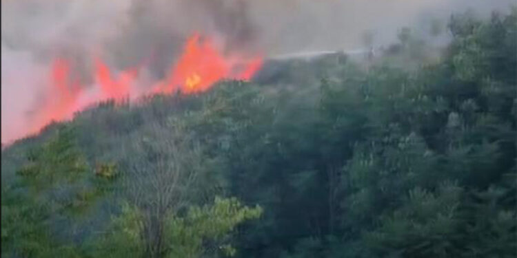 Sultangazi Mimar Sinan Kent Ormanı'nda çıkan yangın söndürüldü