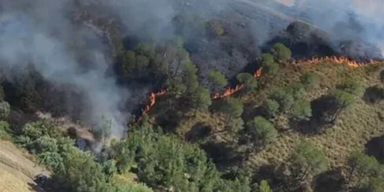 İtalya'nın Sardinya Adası'nda 20 orman yangını çıktı