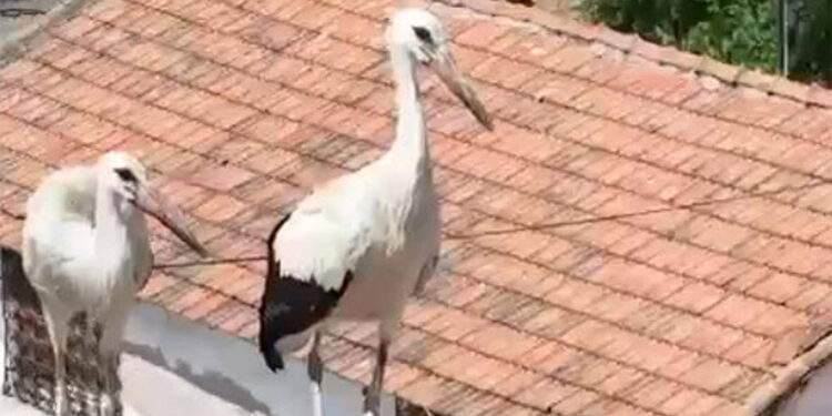 Ayağına ip dolanıp mahsur kalan yavru leylek kurtarıldı