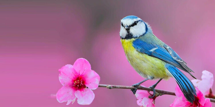 İzmir'de yanan bölgelerde minimum 30 kuş türü etkilendi'