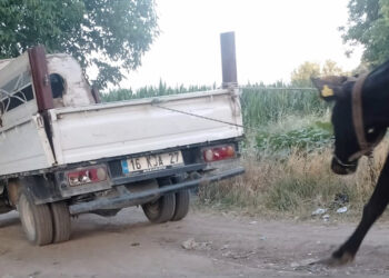 İneği kamyonetin arkasına bağlayıp sürükledi; o anlar kamerada