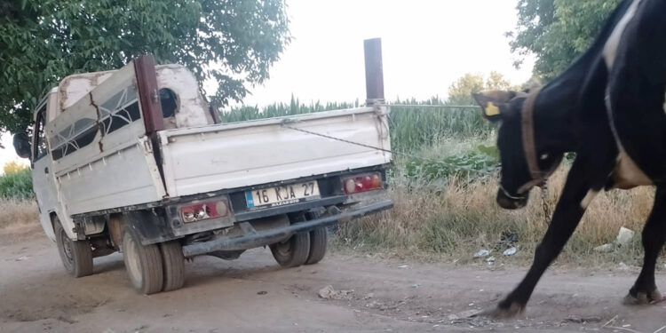 İneği kamyonetin arkasına bağlayıp sürükledi; o anlar kamerada