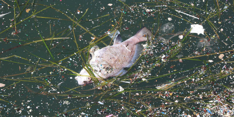 İzmir Körfezi'nde yeniden balık ölümleri olacak