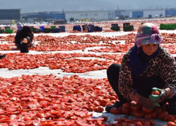 İzmir'de kuru domates mesaisi