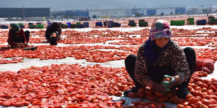 İzmir'de kuru domates mesaisi