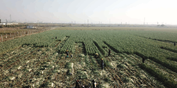 İzmir'in verimli tarım alanları birkaç on yılda üretimden düşebilir