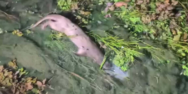Kadın Azmağı'nda nesli tehlike altında olan su samuru görüntülendi