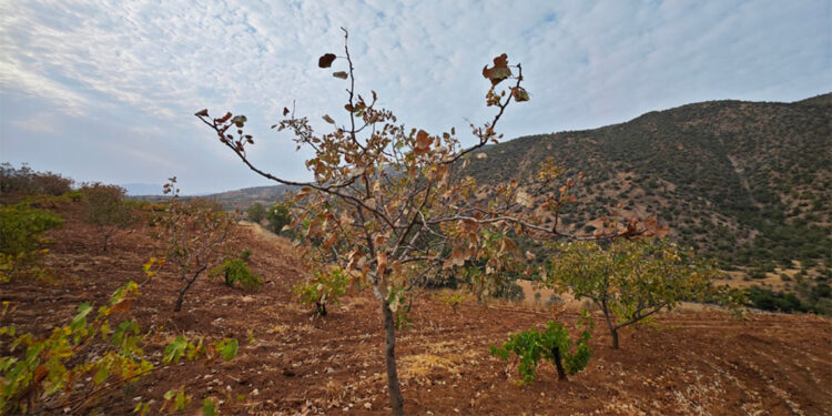Siirt fıstığı kavurucu sıcaklardan olumsuz etkilendi
