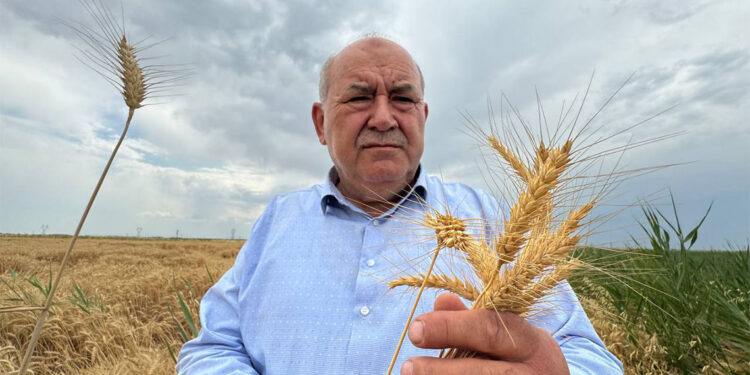 Konya Ovası'nda hububat hasadı rekoltesinde düşüş bekleniyor