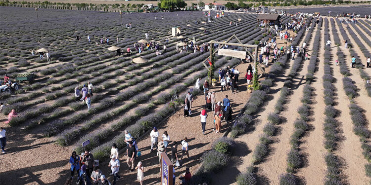 Konya'da 4'üncü Lavanta Günleri başladı