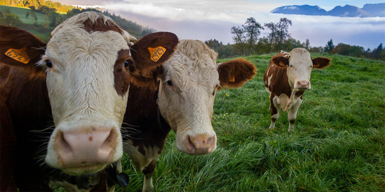 81 ilde hayvan pazarları kapatıldı