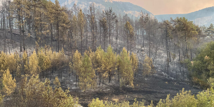 Karabük'teki orman yangınlarına müdahale sürüyor