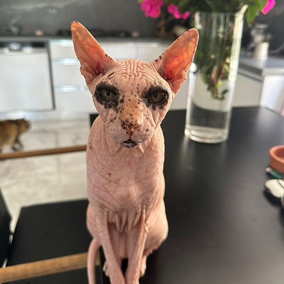 Kaybolan kedisi ‘Odin’i bulana 2 bin dolar ödül verdi