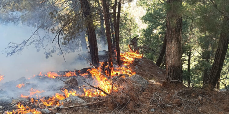 Kozan'da orman yangını 25 saat sonra kontrol altında