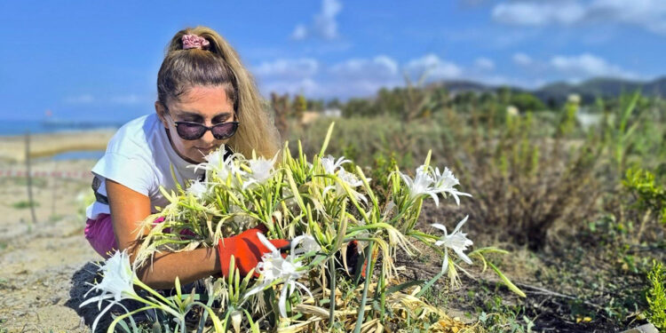 ANTALYA'nın Alanya ilçesindeki sahillerde doğal olarak yetişen ve nesli tehlike altında olan kum zambakları ortaya çıkmaya başladı. Demir kafesle çevrilen kum zambaklarını koparıp, zarar verene 387 bin 141 lira ceza uygulanıyor. Alanya sahillerindeki kumluk alanlarda yetişen ve Dünya Doğa Koruma Birliği (IUCN) kriterlerine göre nesli tehlike altında olan kum zambakları büyümeye başladı. Bitki soğanlarının yurt dışına çıkarılması yasak olan kum zambaklarını koparan, zarar verenlere 387 bin 141 lira ceza uygulanıyor. Yaz aylarında açan kum zambaklarının korunması için yerel yönetim, ilgili kurumlar ve çevre gönüllüleri çalışma başlattı. Kum zambaklarının çevresi demir kafesle kapatılarak, bilgilendirme yazısı asıldı. 'KOKLAYAN O KOKUYU UNUTMAZ' Bitkinin zarar görmemesi için çalışmalar yapan çevre gönüllülerinden Güldane Şahin, "Kum zambaklarımız genelde haziran, temmuz, ağustos, eylül aylarında açar. Kozmetik ve ilaç sanayisinde kullanılır. Çok güzel görünümlüdür. Kızgın kumlar içinden beyaz çiçek açar ve koklayan o kokuyu unutamaz. Kökünden sökerek çekmenin veya kaçırmanın cezası 387 bin 141 lira" dedi. 'HERKESİ KORUMAYA DAVET EDİYORUM' Kum zambaklarının yeterince korunamadığından yakınan Güldane Şahin, "Herkesi kum zambaklarını korumaya davet ediyorum. Ülkemizde 2016 yılından beri korunuyor. Nesli tehlike altındaki bitki. Dünyada çok önceden korumaya alındı. Bitkinin yetiştiği sahile araç girişine çok sayıda ceza yazıldı ama koparanı ya da sökeni tespit edemedik. Kum zambaklarını lütfen beraber koruyalım" diye konuştu.