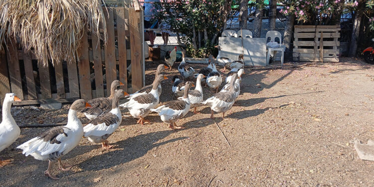 Kümese kapatılan kazlara 'şartlı tahliye' geldi