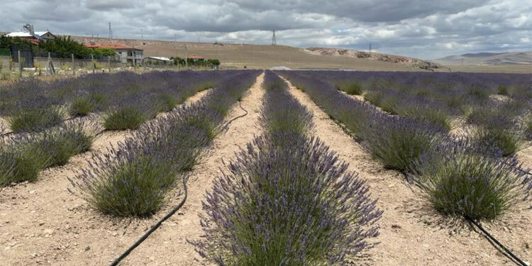 Yeşilbuç köyü, lavanta bahçesiyle turizm merkezi haline geldi