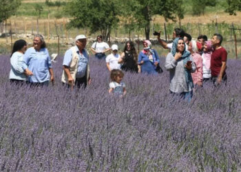 Lavanta tarlalarıyla kırsal mahalleler turizm merkezi oldu