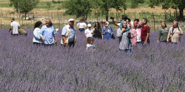 Lavanta tarlalarıyla kırsal mahalleler turizm merkezi oldu