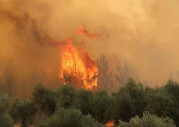 Manisa'da 2 noktada orman yangını