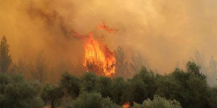 Manisa'da 2 noktada orman yangını