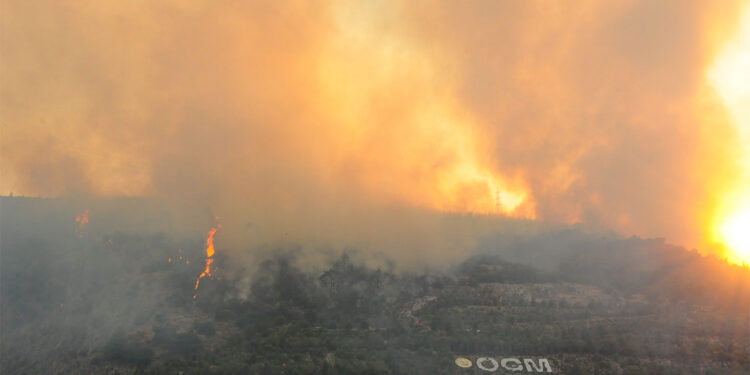 Manisa'daki orman yangını