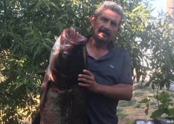 Meriç Nehri’nde nadir görülen 20 kilo ağırlığında som balığı yakaladı