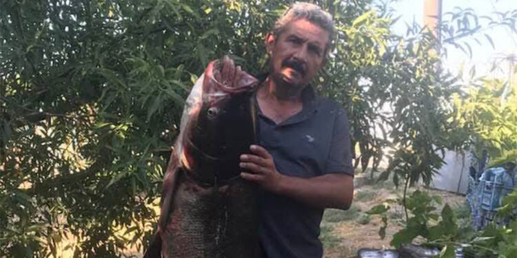 Meriç Nehri’nde nadir görülen 20 kilo ağırlığında som balığı yakaladı