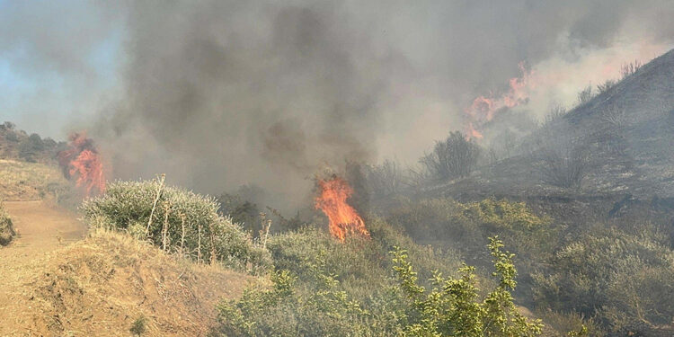Manisa'da çıkıp İzmir'e ulaşan yangında zarar büyük!