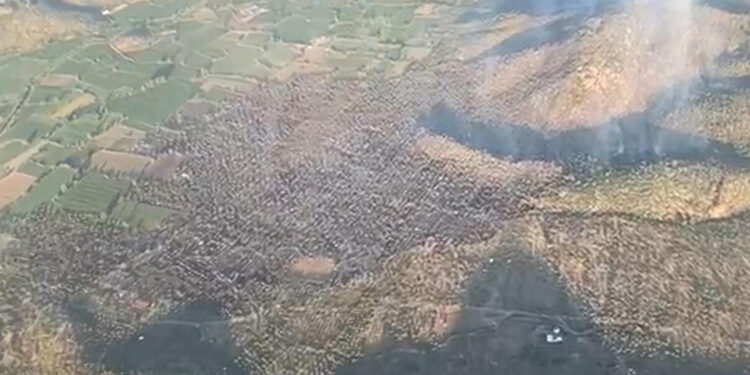 Milas'taki zeytinlik yangını 12 saatte kontrol altına alındı