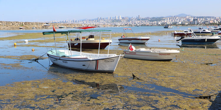 Müsilaj, ekolojik bir deniz felaketidir