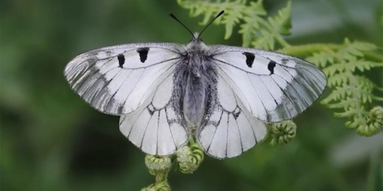 Nesli tehlike altında olan ‘Dumanlı Apollo’ Uludağ’da görüntülendi